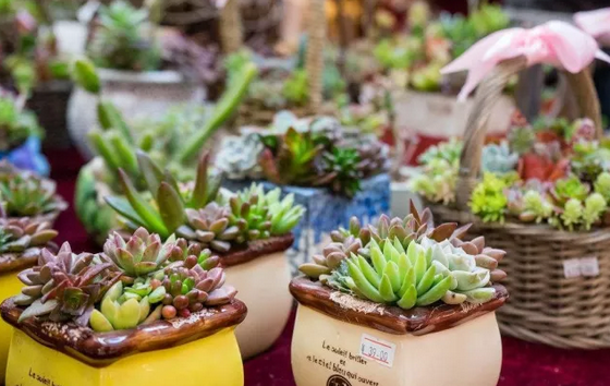 网上批发多肉,小区自动售卖赚钱,被忽视的暴利密码 网上批发多肉,小区自动售卖赚钱,被忽视的暴利密码