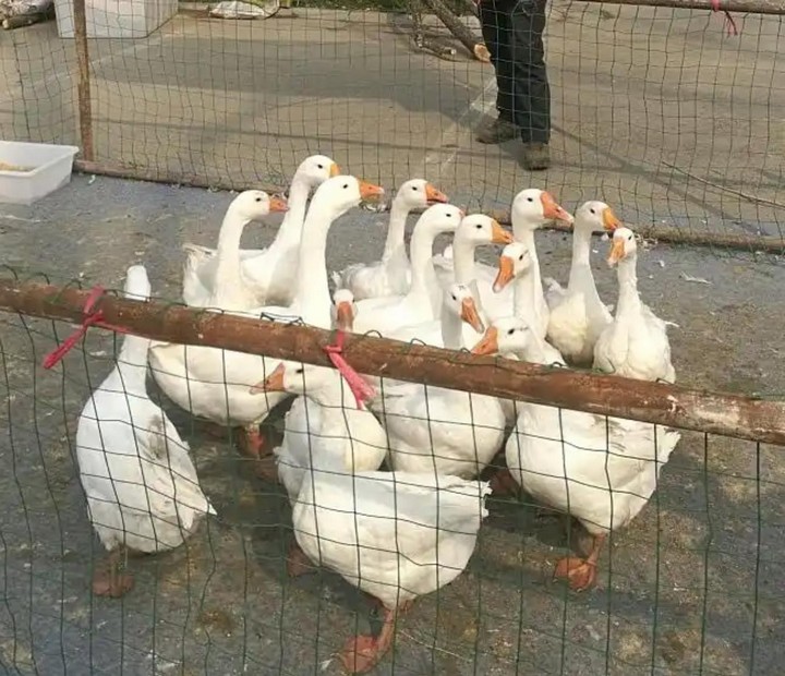 摆摊圈套鹅这门生意，比你想象的更黑暗