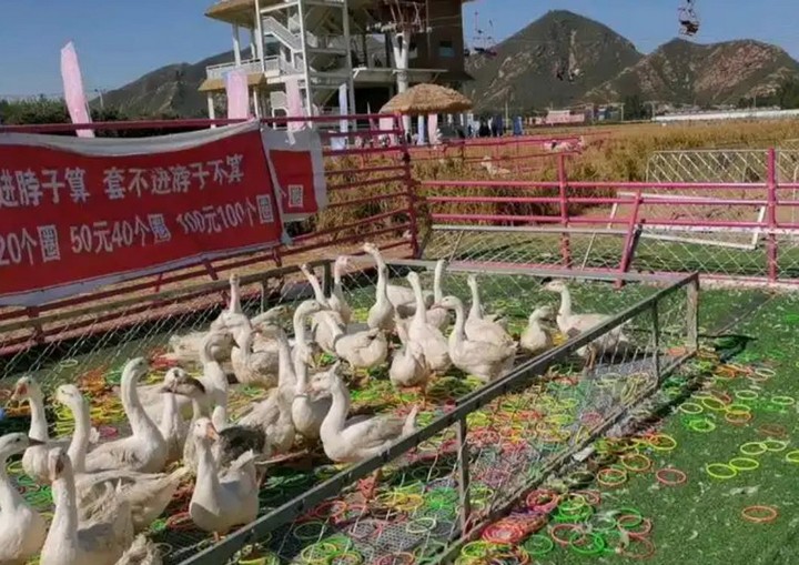 摆摊圈套鹅这门生意，比你想象的更黑暗