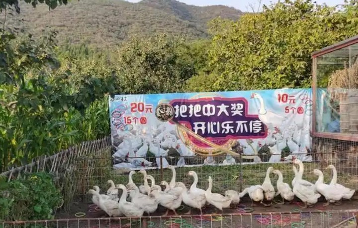 摆摊圈套鹅这门生意，比你想象的更黑暗