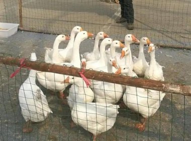 摆摊圈套鹅这门生意,比你想象的更黑暗